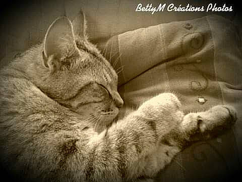 Grisbouille a rejoint le concours — aidez-le/la à gagner de superbes lots ! asian, carnivore, cat, ear, european_shorthair, felidae, friendship, hug, kitten, love, nap, nebelung, organism, photo_caption, photography, sleep, small_to_medium_sized_cats, snout, tabby_cat, whiskers