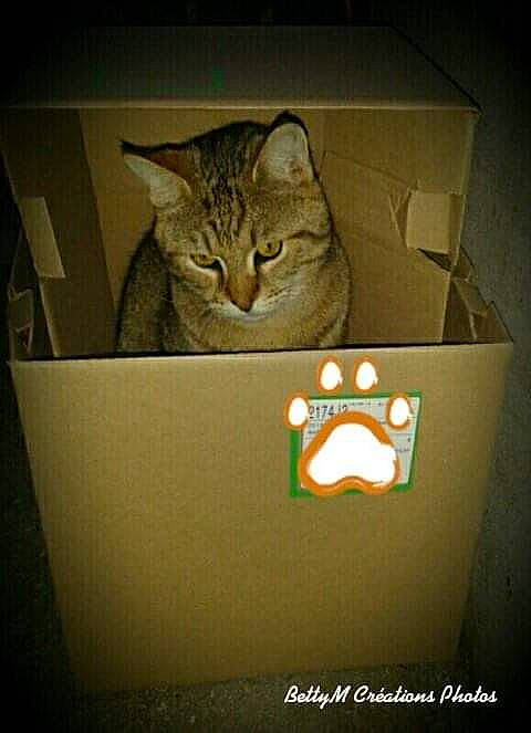 Grisbouille participe au concours pour gagner de l'argent avec cette photo : asian, box, cardboard, carnivore, cat, domestic_short_haired_cat, european_shorthair, felidae, kitten, photo_caption, small_to_medium_sized_cats, tabby_cat, whiskers