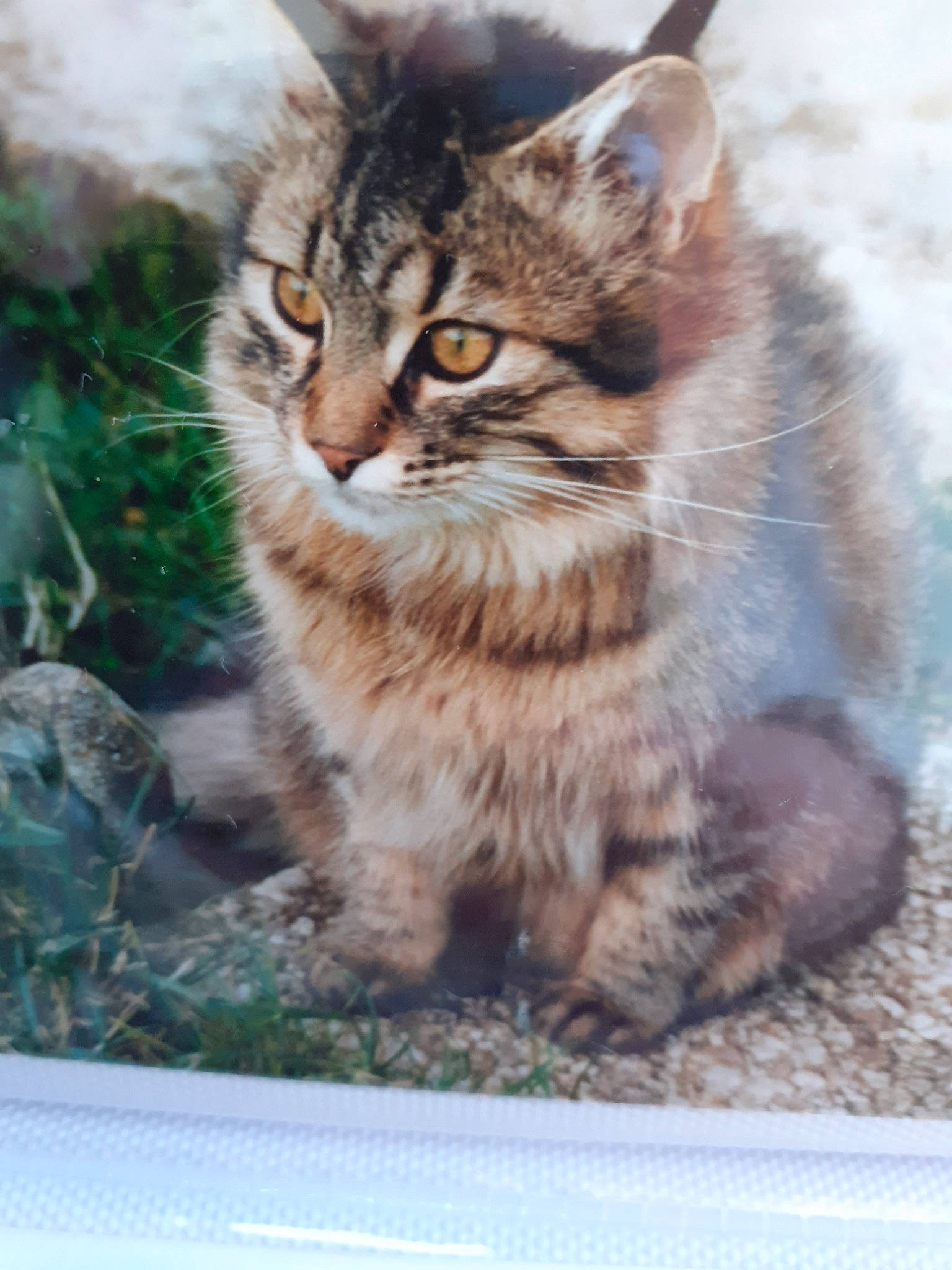 Pelote a rejoint le concours — aidez-le/la à gagner de superbes lots ! american_bobtail, british_semi_longhair, carnivore, cat, domestic_long_haired_cat, domestic_short_haired_cat, dragon_li, european_shorthair, felidae, kitten, maine_coon, mammal, norwegian_forest_cat, pixie_bob, siberian, small_to_medium_sized_cats, tabby_cat, vertebrate, whiskers, wild_cat