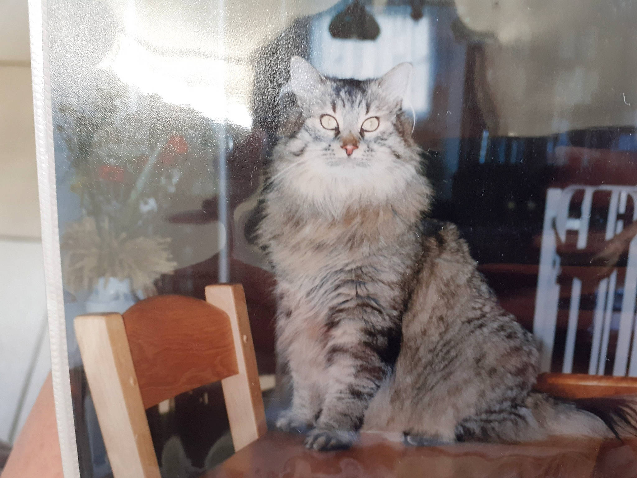 Pelote participe au concours pour gagner de l'argent avec cette photo : american_curl, asian, british_longhair, british_semi_longhair, carnivore, cat, domestic_long_haired_cat, domestic_short_haired_cat, dragon_li, european_shorthair, felidae, fur, maine_coon, mammal, norwegian_forest_cat, siberian, small_to_medium_sized_cats, tabby_cat, whiskers, wild_cat