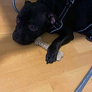 Apache participe au concours pour gagner de l'argent avec cette photo : dog, black_dog, indoor, wooden_floor, chew_toy, bone, harness, paw, lying_down, pet, animal, canine, relaxed, floor, chair_leg, domestic, companion, playful, resting, fur