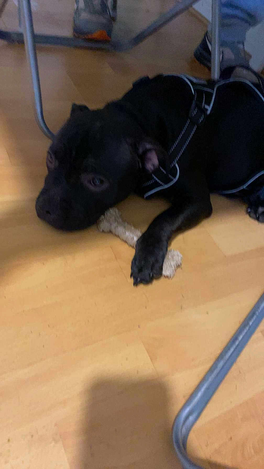 Apache participe au concours pour gagner de l'argent avec cette photo : dog, black_dog, indoor, wooden_floor, chew_toy, bone, harness, paw, lying_down, pet, animal, canine, relaxed, floor, chair_leg, domestic, companion, playful, resting, fur