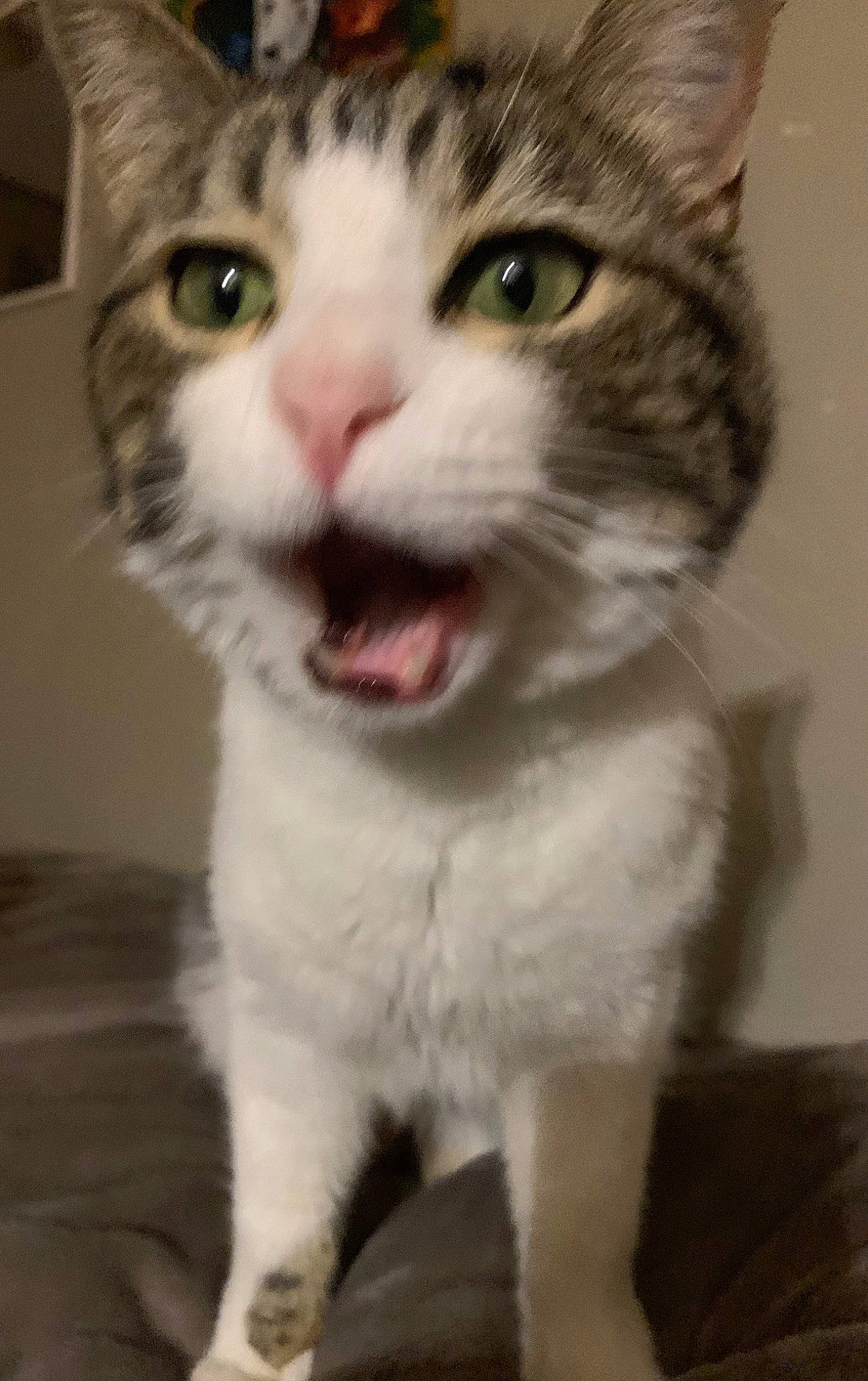 Trico a rejoint le concours — aidez-le/la à gagner de superbes lots ! carnivore, cat, domestic_short_haired_cat, door, felidae, fur, paw, photo_caption, small_to_medium_sized_cats, smile, whiskers, window