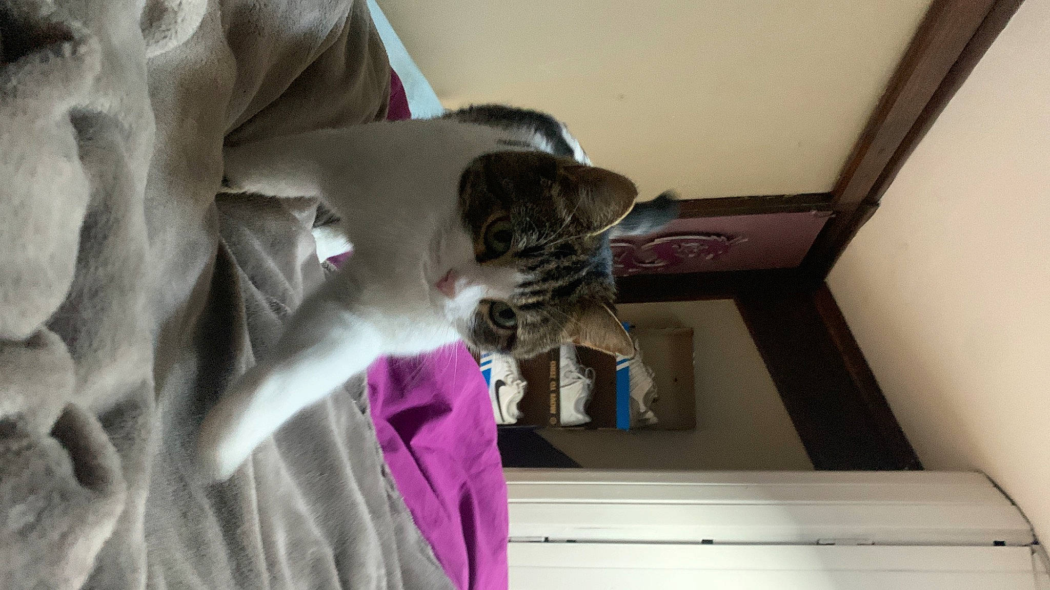 Trico participe au concours pour gagner de l'argent avec cette photo : carnivore, cat, cat_supply, comfort, domestic_short_haired_cat, felidae, flooring, fur, grey, linens, magenta, pet_supply, room, sleeve, small_to_medium_sized_cats, stairs, whiskers, wood