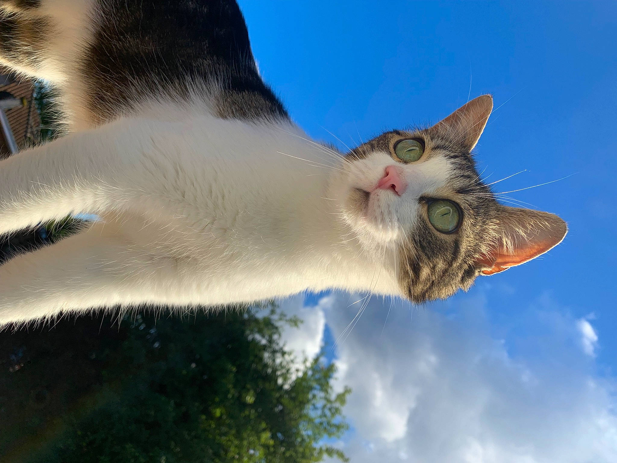 Trico a rejoint le concours — aidez-le/la à gagner de superbes lots ! carnivore, cat, cloud, cumulus, domestic_short_haired_cat, fawn, felidae, fur, gesture, grass, mammal, organism, plant, sky, small_to_medium_sized_cats, snout, tail, tree, water, whiskers