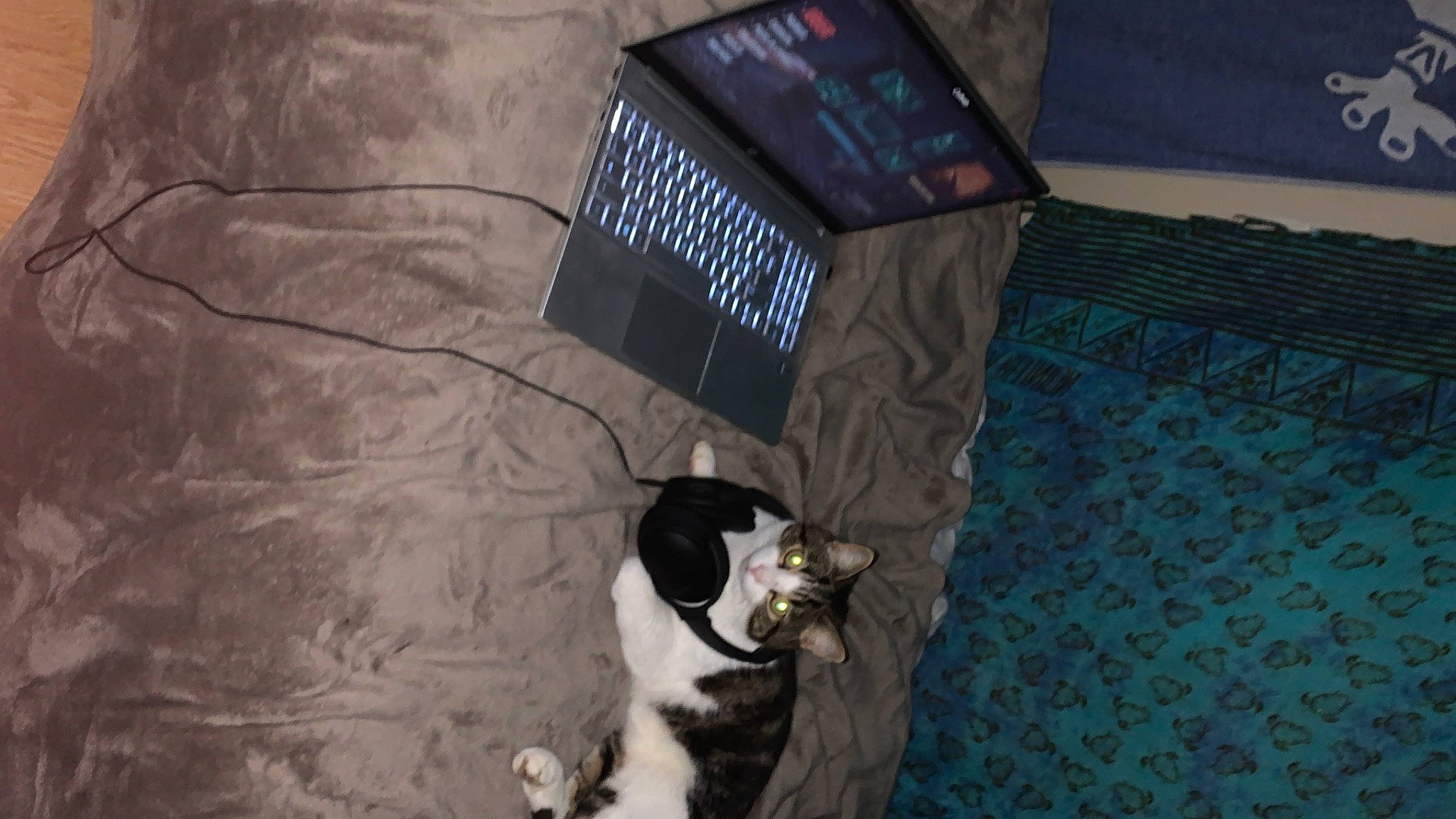 Trico a rejoint le concours — aidez-le/la à gagner de superbes lots ! carnivore, companion_dog, dog_breed, domestic_short_haired_cat, english_springer_spaniel, felidae, flooring, formal_wear, fur, linens, small_to_medium_sized_cats, tail, whiskers, wood