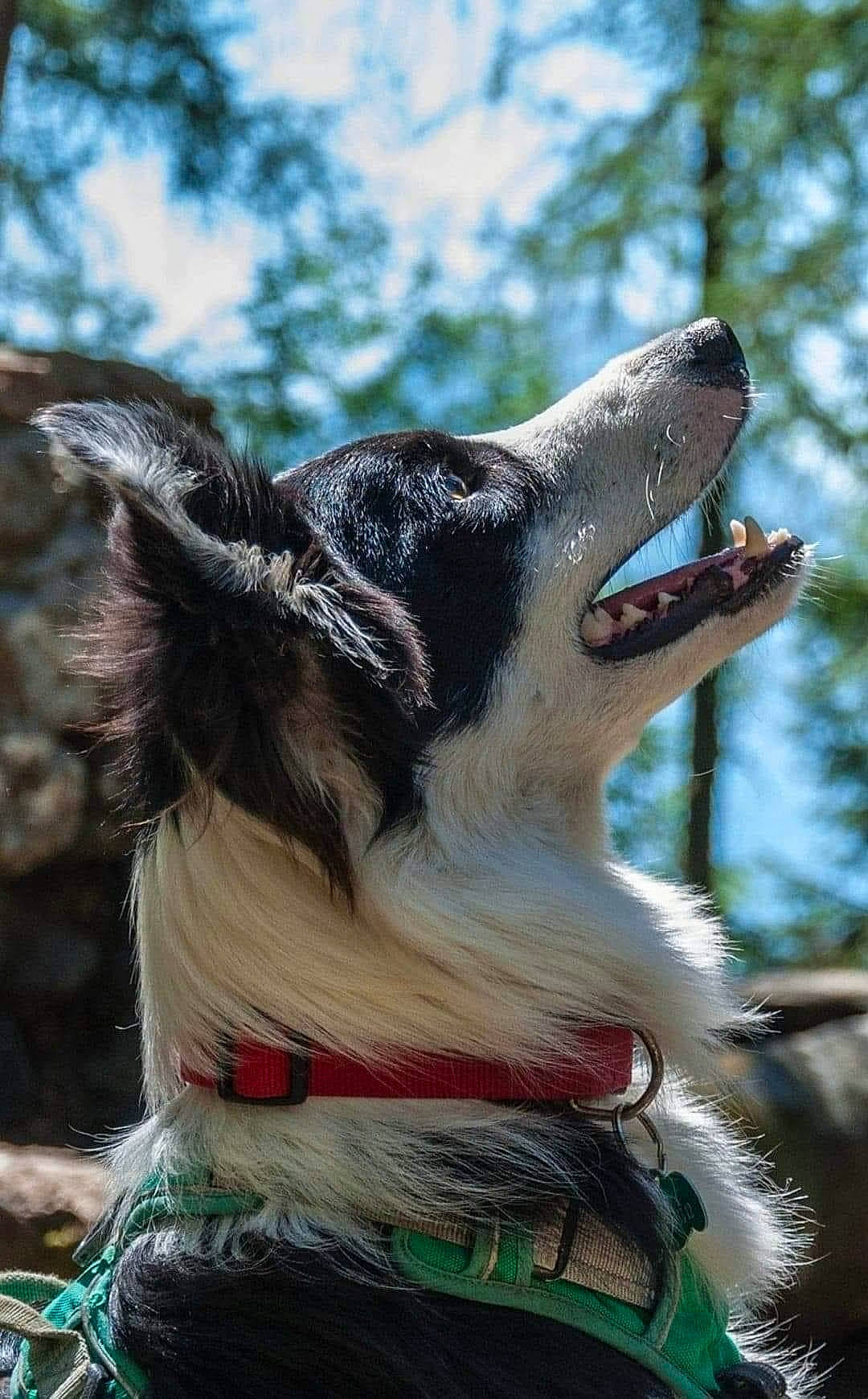 Riky participe au concours pour gagner de l'argent avec cette photo : canidae, carnivore, collar, companion_dog, dog, dog_breed, dog_collar, fang, fawn, fur, leash, plant, recreation, sky, snout, sporting_group, tree, whiskers, working_animal, working_dog