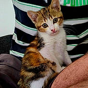 Nina participe au concours pour gagner de l'argent avec cette photo : kitten, cat, pet, animal, fur, striped_shirt, puma_logo, person, lap, indoor, cute, curious, sitting, brown, white, black, young_cat, closeup, feline, domestic