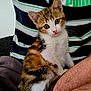 kitten, cat, pet, animal, fur, striped_shirt, puma_logo, person, lap, indoor, cute, curious, sitting, brown, white, black, young_cat, closeup, feline, domestic