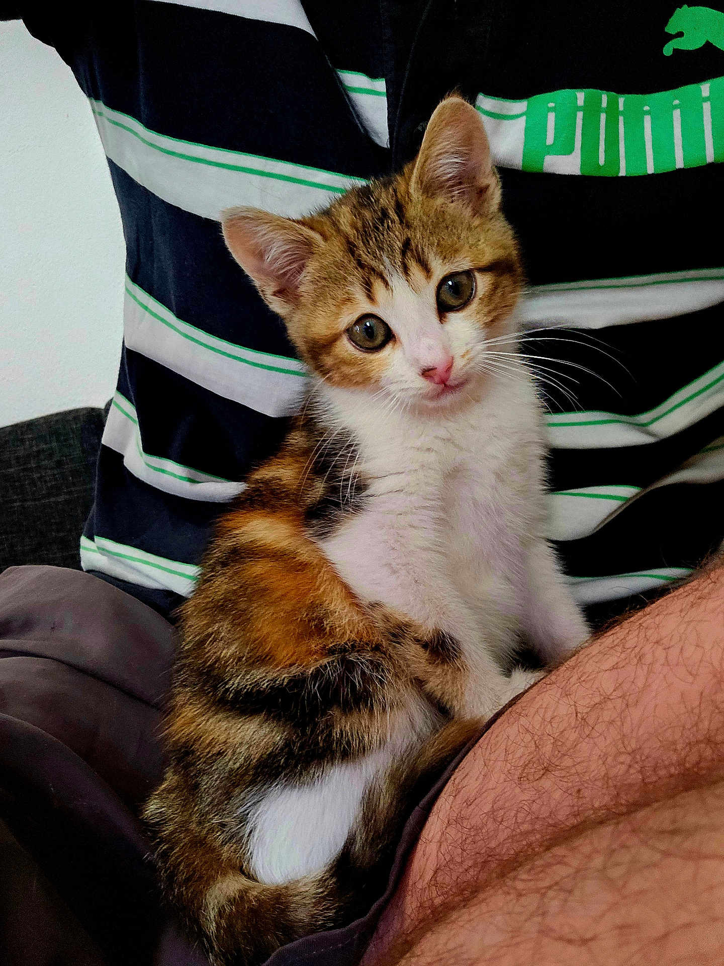 Nina participe au concours pour gagner de l'argent avec cette photo : kitten, cat, pet, animal, fur, striped_shirt, puma_logo, person, lap, indoor, cute, curious, sitting, brown, white, black, young_cat, closeup, feline, domestic