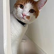 Berlin a rejoint le concours — aidez-le/la à gagner de superbes lots ! cat, orange_and_white, curious, pet, indoor, staircase, whiskers, ears, face, head_tilt, domestic_cat, feline, looking, peeking, wall, steps, collar, portrait, animal, close_up