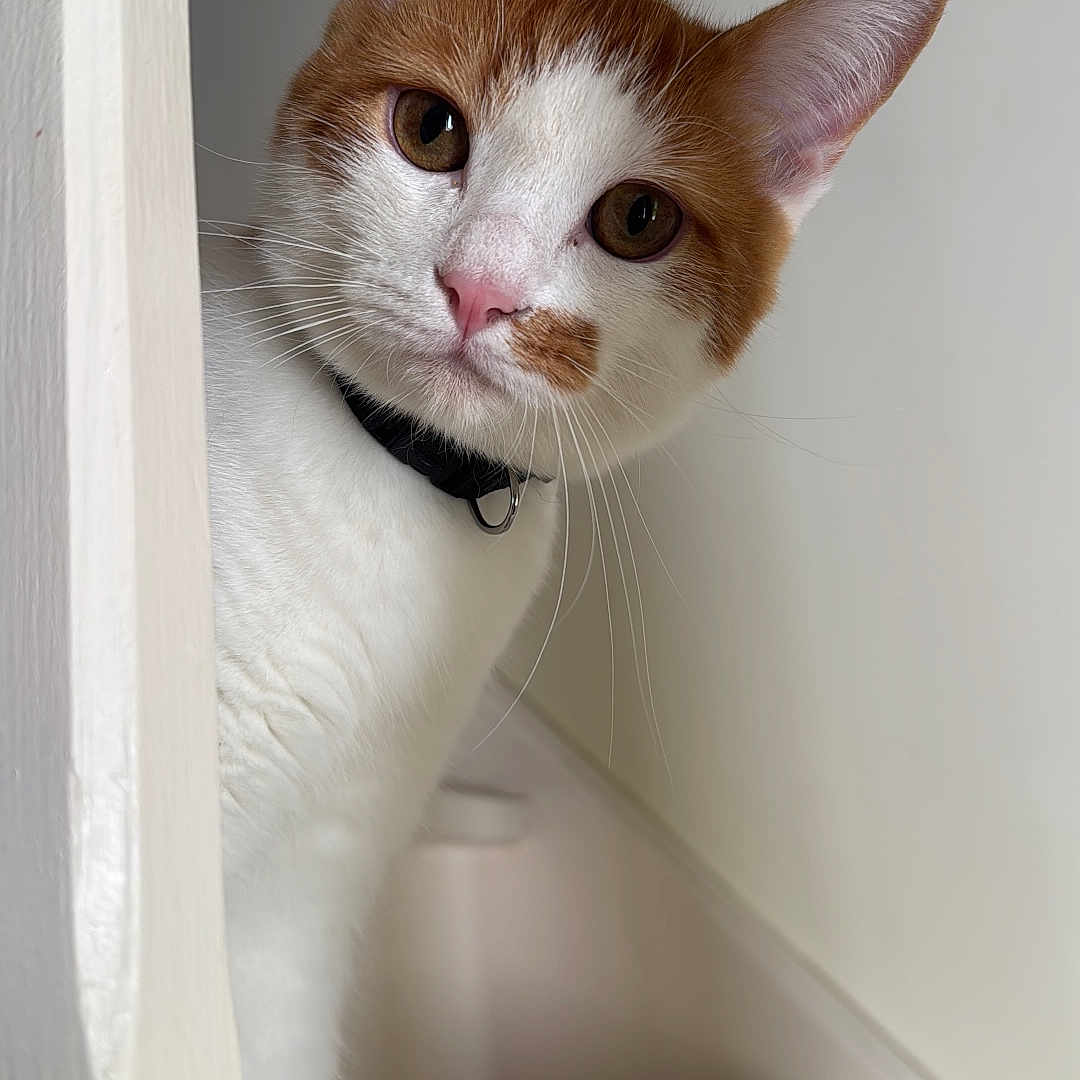 Berlin a rejoint le concours — aidez-le/la à gagner de superbes lots ! cat, orange_and_white, curious, pet, indoor, staircase, whiskers, ears, face, head_tilt, domestic_cat, feline, looking, peeking, wall, steps, collar, portrait, animal, close_up