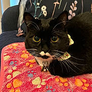 Ponyboy is registered to the contest to win money with this photo: animal, bell, black_cat, blanket, bow_tie, cat, close_up, collar, cozy, cute, domestic, feline, fur, indoor, patterned_pillow, paw_print, pet, resting, whiskers, yellow_eyes