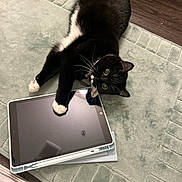 Ponyboy joined the competition — help win amazing prizes! cat, black_and_white_cat, ipad, tablet, green_rug, indoor, floor, playful, pet, whiskers, paws, curious, domestic_animal, feline, technology, reflection, wood_floor, cozy, relaxed, home