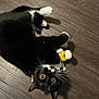 Ponyboy joined the competition — help win amazing prizes! animal, black_and_white, cat, curious, cute, domestic_cat, feline, floor, indoor, looking_up, lying_down, paws, pet, pet_toy, playful, toy, tuxedo_cat, whiskers, wide_eyes, wooden_floor