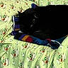 animal, baby_yoda, bedding, black_cat, blanket, cat, closeup, colorful_stripes, cozy, cushion, fabric, fur, grogu_pattern, home, indoor, nap, pet, relaxed, sleeping_cat, whiskers