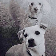 Lambi And Lilly is registered to the contest to win money with this photo: dog, pet, indoor, carpet, white_dog, curly_fur, small_dog, sitting, collar, looking_up, floor, household, cute, animal, companion, domestic, two_dogs, portrait, furry, alert