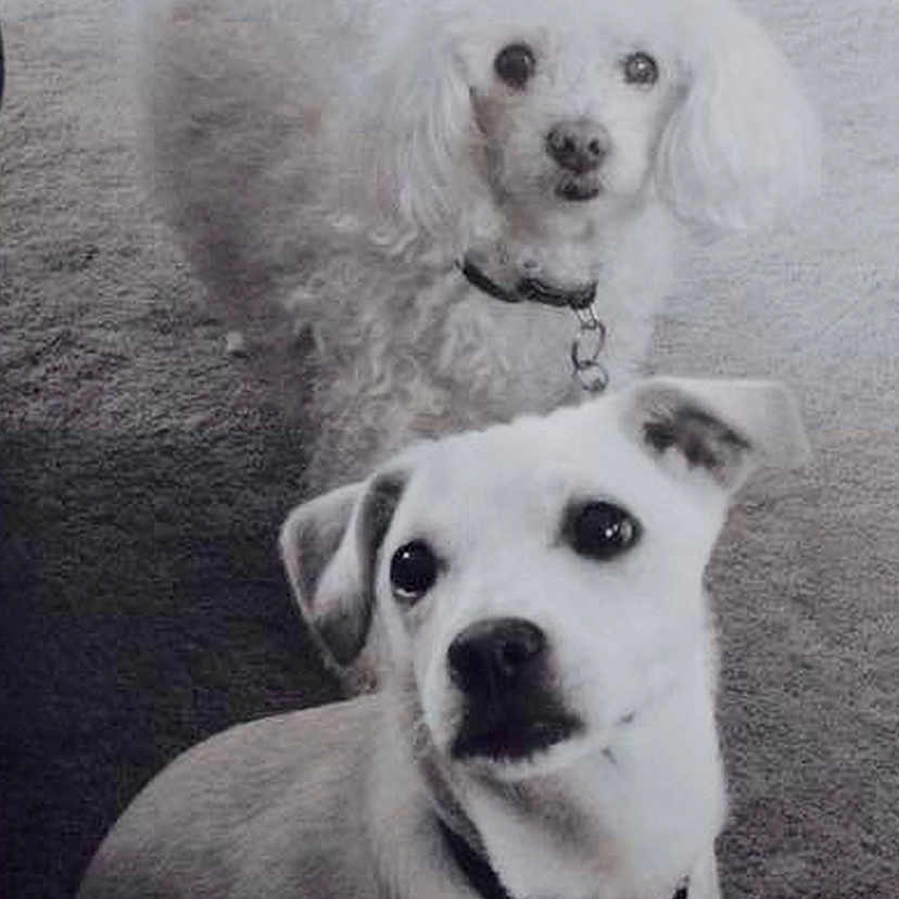 Lambi And Lilly is registered to the contest to win money with this photo: dog, pet, indoor, carpet, white_dog, curly_fur, small_dog, sitting, collar, looking_up, floor, household, cute, animal, companion, domestic, two_dogs, portrait, furry, alert