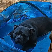 Bella Marie is registered to the contest to win money with this photo: dog, pool, blue, water, outdoor, pet, summer, relaxing, canine, animal, sunlight, backyard, play, resting, shade, puddle, snout, ears, fur, small_pool