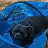 dog, pool, blue, water, outdoor, pet, summer, relaxing, canine, animal, sunlight, backyard, play, resting, shade, puddle, snout, ears, fur, small_pool