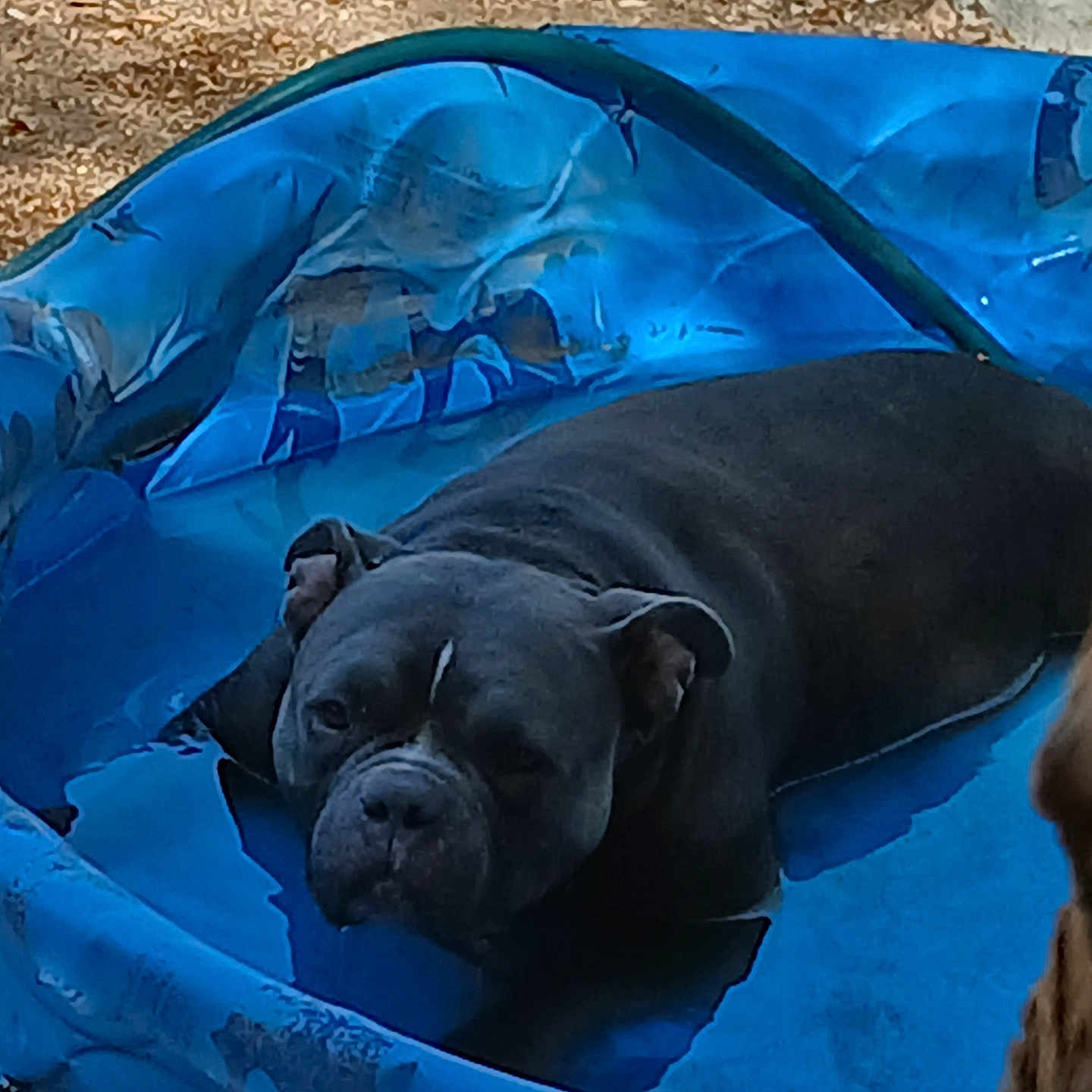 Bella Marie is registered to the contest to win money with this photo: dog, pool, blue, water, outdoor, pet, summer, relaxing, canine, animal, sunlight, backyard, play, resting, shade, puddle, snout, ears, fur, small_pool