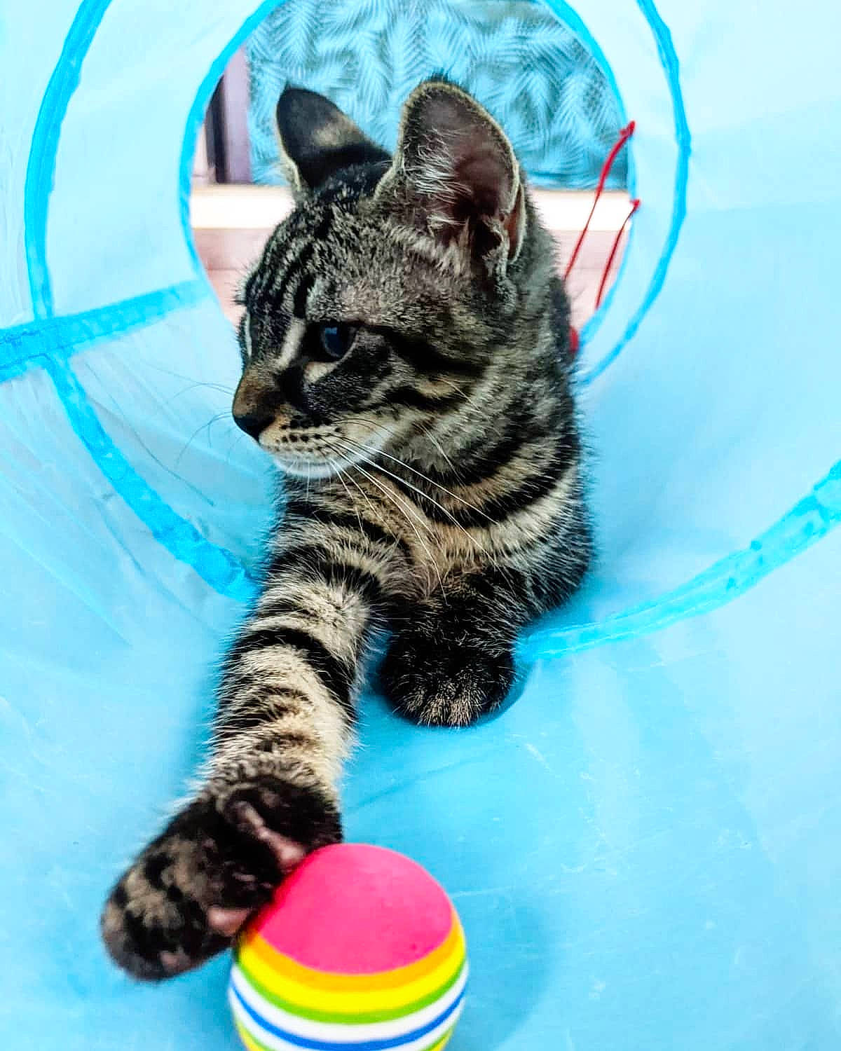 Shiro a rejoint le concours — aidez-le/la à gagner de superbes lots ! azure, ball, blue, carnivore, cat, claw, domestic_short_haired_cat, electric_blue, felidae, fur, grass, paw, sitting, small_to_medium_sized_cats, snout, tail, terrestrial_animal, vertebrate, water, whiskers