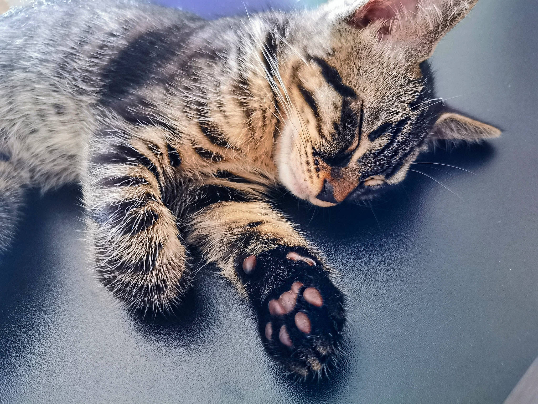 Shiro participe au concours pour gagner de l'argent avec cette photo : carnivore, cat, claw, domestic_short_haired_cat, felidae, foot, fur, grass, human_body, mountain, nap, paw, photo_caption, sky, small_to_medium_sized_cats, snout, tail, terrestrial_animal, whiskers, wildlife