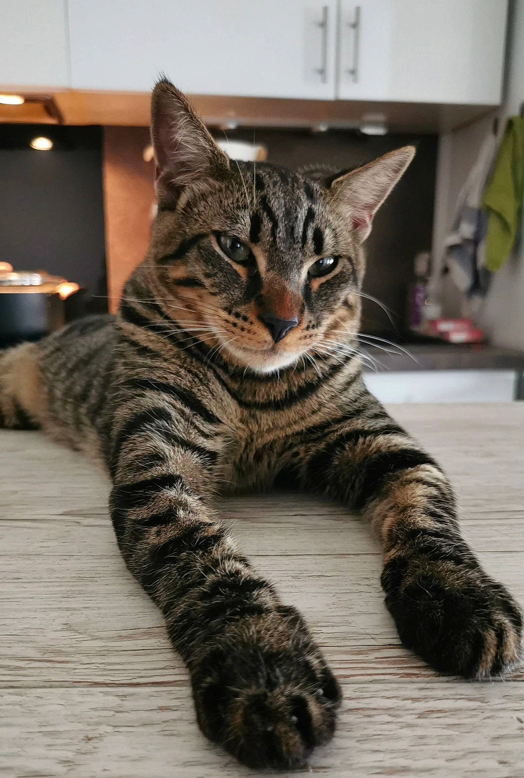 Shiro a rejoint le concours — aidez-le/la à gagner de superbes lots ! carnivore, cat, claw, domestic_short_haired_cat, felidae, flooring, flowerpot, fur, houseplant, mammal, paw, plant, sitting, small_to_medium_sized_cats, snout, tail, terrestrial_animal, vertebrate, whiskers, wildlife