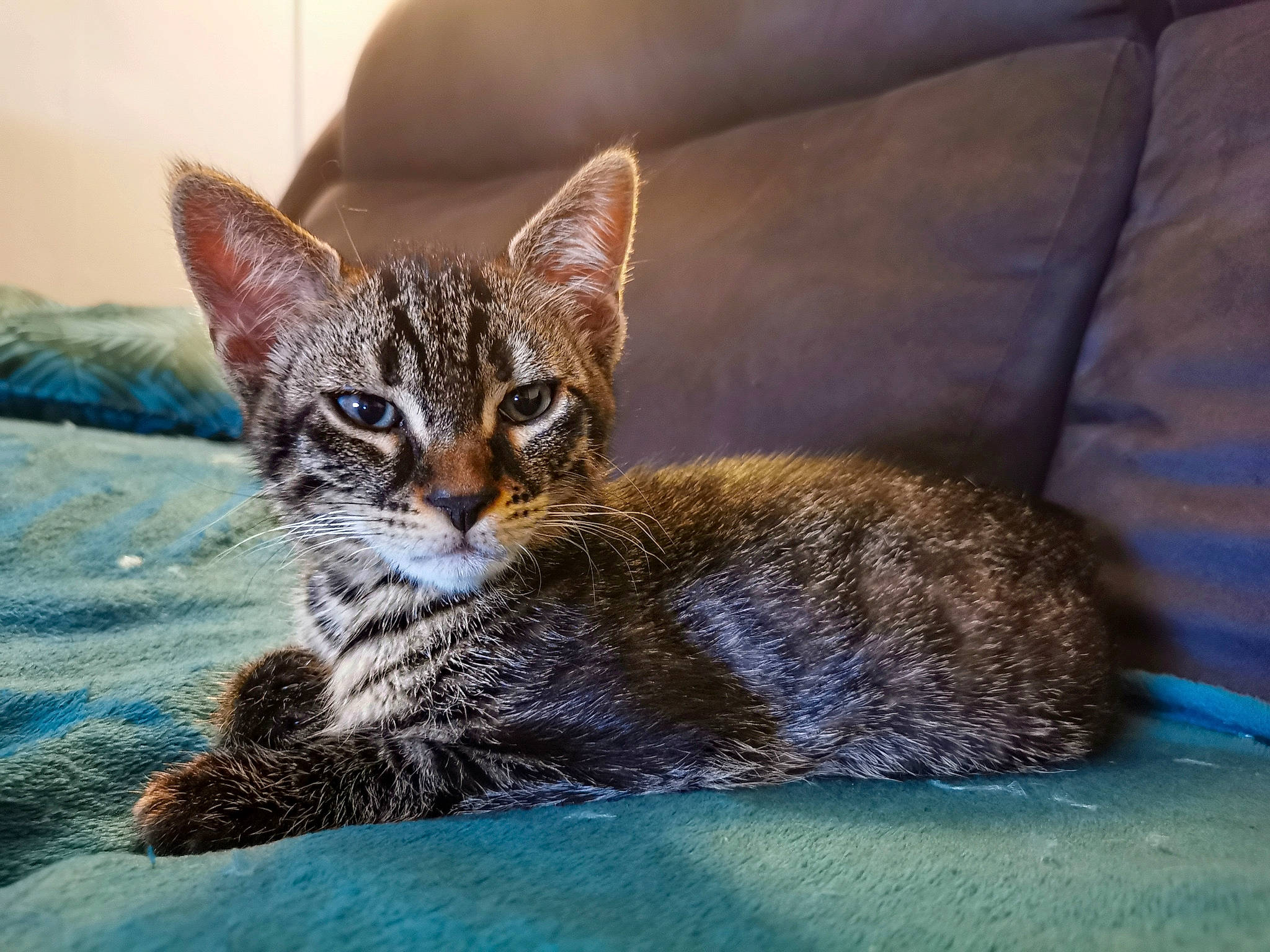 Shiro a rejoint le concours — aidez-le/la à gagner de superbes lots ! carnivore, cat, cat_supply, claw, comfort, couch, domestic_short_haired_cat, felidae, fur, grey, paw, sitting, small_to_medium_sized_cats, snout, tail, terrestrial_animal, whiskers, wildlife