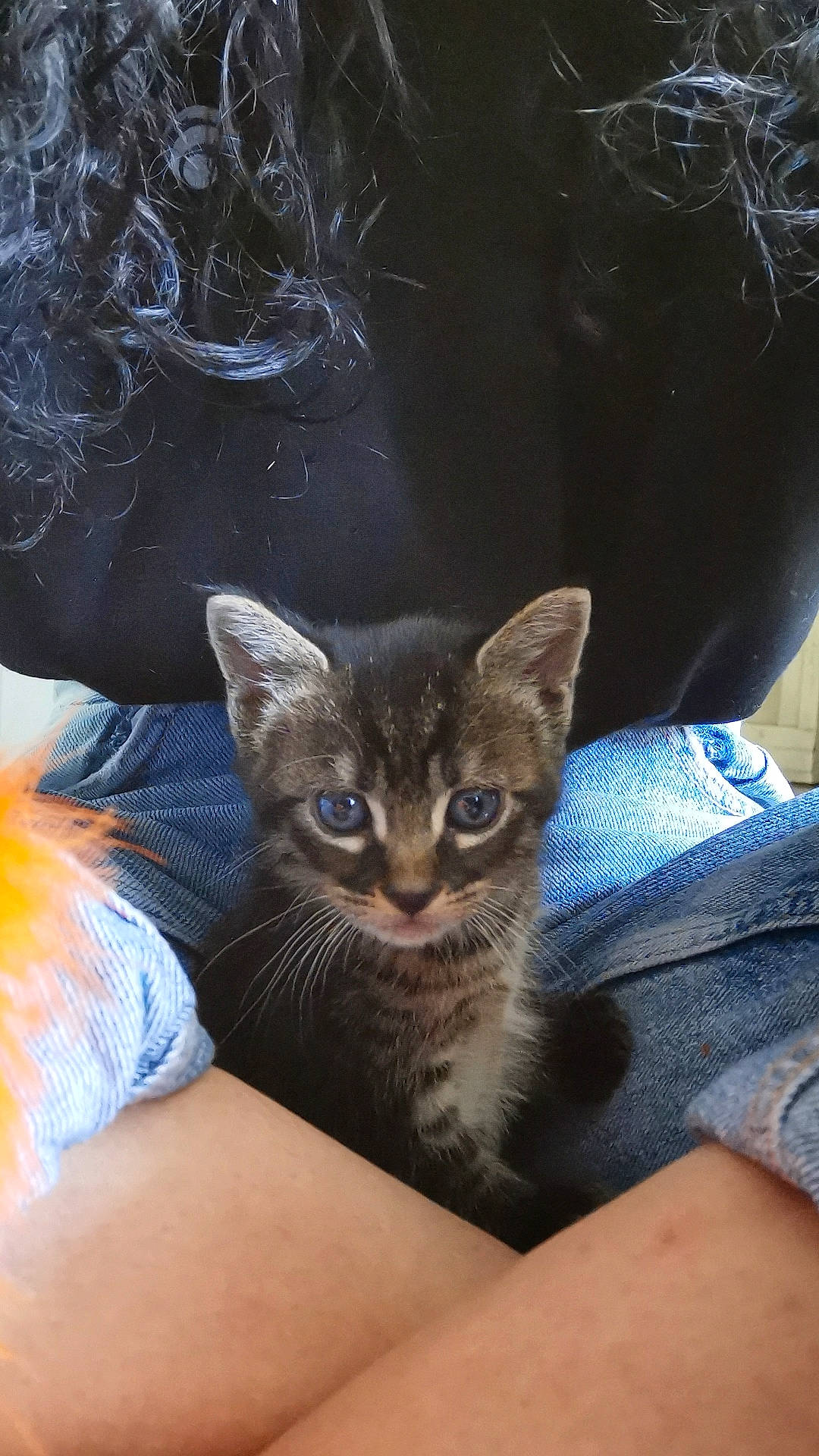 Shiro a rejoint le concours — aidez-le/la à gagner de superbes lots ! carnivore, cat, cat_supply, claw, comfort, domestic_short_haired_cat, door, ear, electric_blue, eye, fawn, felidae, fur, iris, sitting, small_to_medium_sized_cats, snout, tail, whiskers, window