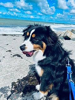 Tokyo participe au concours pour gagner de l'argent avec cette photo : beach, bernese_mountain_dog, blue, carnivore, cloud, companion_dog, cumulus, dog, dog_breed, electric_blue, fur, herding_dog, horizon, liquid, ocean, sky, snout, sporting_group, water, working_dog