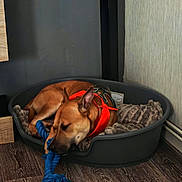 Taïko a rejoint le concours — aidez-le/la à gagner de superbes lots ! dog, pet_bed, sleeping, red_bandana, blue_rope_toy, wooden_floor, indoor, cozy, resting, animal, fur, canine, quiet, home, blanket, relaxation, paw, toy, domestic, calm