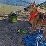 Taïko a rejoint le concours — aidez-le/la à gagner de superbes lots ! dog, lake, fishing, outdoor, water, nature, trees, rocks, blanket, leash, bandana, pet, animal, fishing_rod, green_tackle_box, blue_blanket, sunlight, shadow, riverbank, recreation