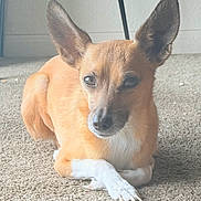Bella is registered to the contest to win money with this photo: dog, small_dog, ears, carpet, indoor, pet, animal, lying_down, crossed_paws, brown_fur, white_paws, face, looking, cute, domestic_animal, companion, relaxed, furry, canine, muzzle