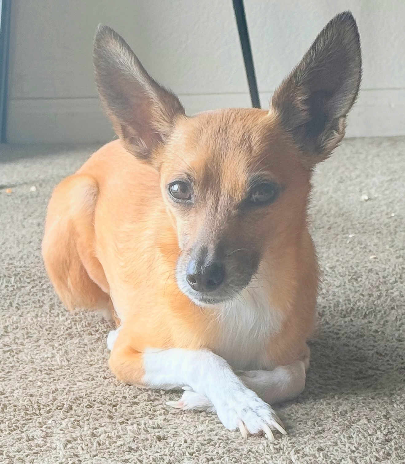 Bella