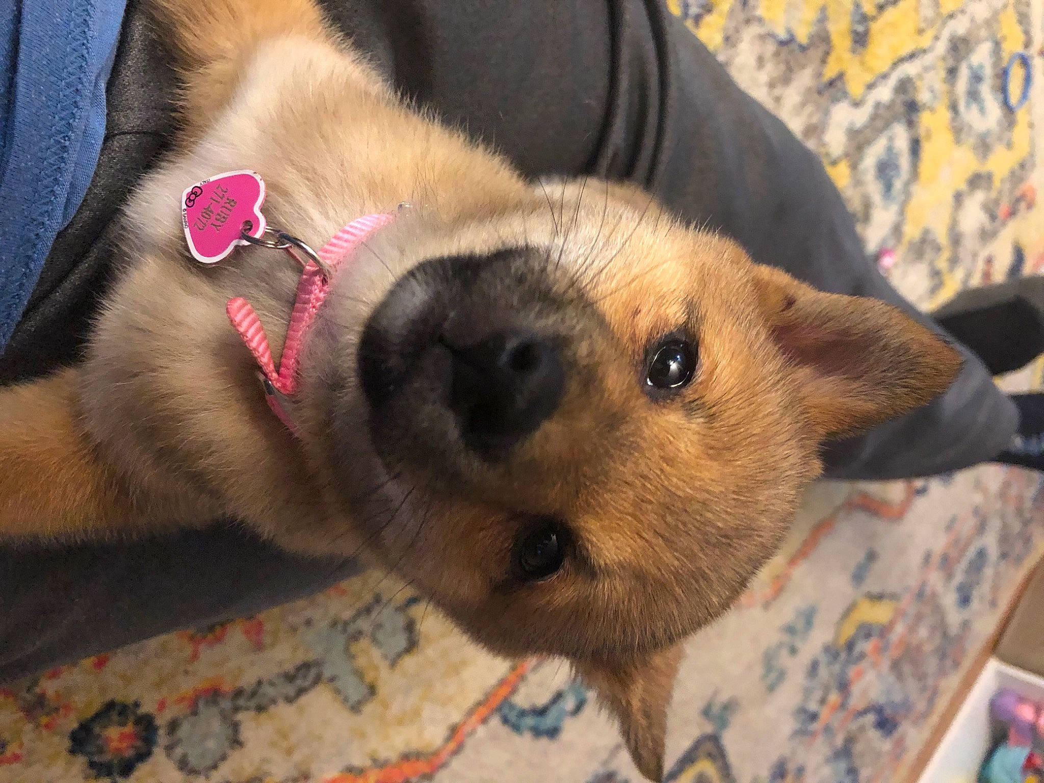 Ruby is registered to the contest to win money with this photo: canidae, carnivore, carpet, collar, companion_dog, dog, dog_breed, dog_supply, fawn, fur, home_accessories, linens, mat, pet_supply, snout, sporting_group, whiskers, working_animal, working_dog, woven_fabric