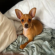 Honey joined the competition — help win amazing prizes! animal, bed, blanket, brown_dog, canine, comfortable, cozy, cute, dog, domestic, ears, fur, indoor, looking, pet, pillow, resting, sleeping_area, small_dog, young_dog