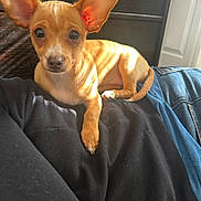 Honey is registered to the contest to win money with this photo: puppy, dog, tan, small_dog, ears, lying_down, person, clothing, black_shirt, blue_jeans, indoor, sunlight, curious, pet, domestic_animal, cute, young, fur, resting, close-up