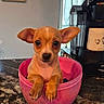Honey is registered to the contest to win money with this photo: animal, brown_dog, close_up, coffee_machine, container, curious, cute, dog, domestic_animal, ears, household, indoors, kitchen_counter, marble_countertop, pet, pink_bowl, portrait, puppy, small_dog, window