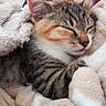 kitten, sleeping, cozy, blanket, fur, pet, cute, animal, tabby, resting, soft, whiskers, paw, indoor, closeup, adorable, calm, comfort, young, domestic_cat