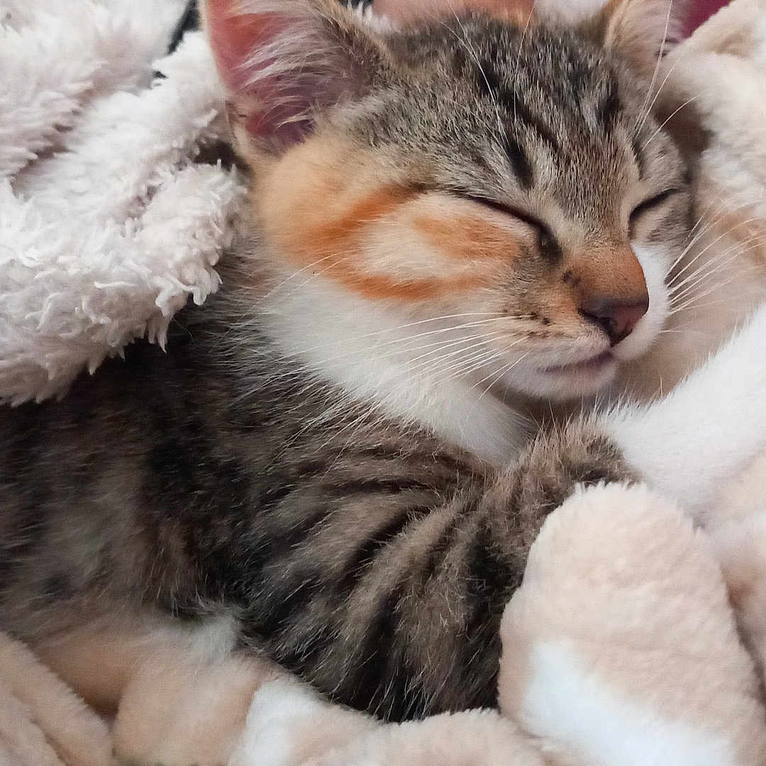Chanel participe au concours pour gagner de l'argent avec cette photo : kitten, sleeping, cozy, blanket, fur, pet, cute, animal, tabby, resting, soft, whiskers, paw, indoor, closeup, adorable, calm, comfort, young, domestic_cat