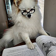 Angel Baby is registered to the contest to win money with this photo: dog, glasses, book, reading, white_fur, fluffy, table, indoor, window_blinds, furniture, pet, curious, close_up, animal, face, paw, studious, home, cute, companion