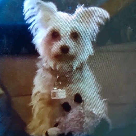 Sadie joined the competition — help win amazing prizes! canidae, carnivore, companion_dog, dog, dog_breed, dog_supply, fawn, fur, pattern, paw, pet_supply, small_terrier, snout, sporting_group, tail, terrier, toy, toy_dog, whiskers, working_animal
