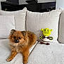 Alba participe au concours pour gagner de l'argent avec cette photo : dog, fluffy, brown, couch, plush_toy, shrek, indoor, living_room, pet, cute, small_dog, fur, relaxed, home, furniture, toy, sitting, cozy, companion, animal