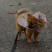 Alba participe au concours pour gagner de l'argent avec cette photo : dog, small_dog, raincoat, leash, outdoor, pavement, curious, fluffy, brown_fur, pet, animal, walking, rainy_day, canine, side_view, transparent_clothing, pink_trim, young_dog, standing, fur