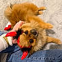 Alba a rejoint le concours — aidez-le/la à gagner de superbes lots ! dog, pomeranian, pet, fluffy, red_horns, costume, hand, jeans, watch, carpet, indoor, cute, small_dog, animal, playful, fur, person, accessory, lying_down, looking_up