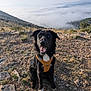animal, black_dog, canine, clouds, daylight, dog, grass, happy, harness, landscape, mountain, nature, outdoor, pet, rocky_ground, scenery, sitting, sky, sunlight, valley