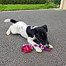 Bishop a rejoint le concours — aidez-le/la à gagner de superbes lots ! puppy, dog, black_and_white, playing, toy, rope_toy, outdoor, grass, pavement, chewing, pet, young_dog, animal, cute, canine, fur, tail, ears, nature, daylight