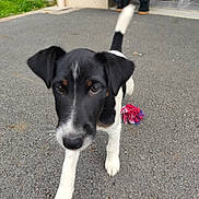 Bishop a rejoint le concours — aidez-le/la à gagner de superbes lots ! puppy, dog, black_and_white, toy, outdoor, asphalt, curious, close_up, young_dog, pet, walking, tail, ears, snout, grass, building, pavement, playful, front_leg, canine
