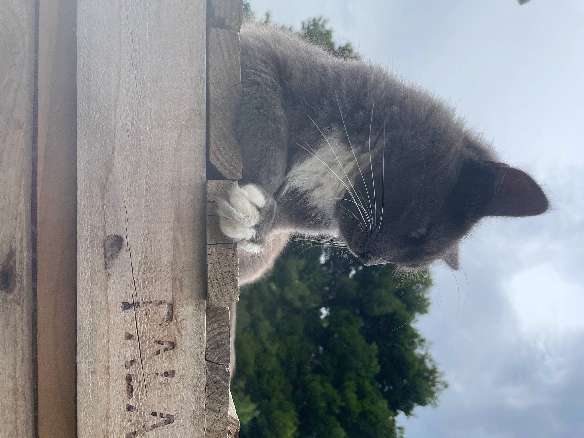 Hermès a rejoint le concours — aidez-le/la à gagner de superbes lots ! carnivore, cat, cloud, domestic_short_haired_cat, felidae, fur, grey, plant, russian_blue, sky, small_to_medium_sized_cats, snout, tail, terrestrial_animal, tree, trunk, whiskers, wildlife, window, wood